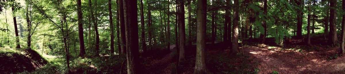 Trees in forest