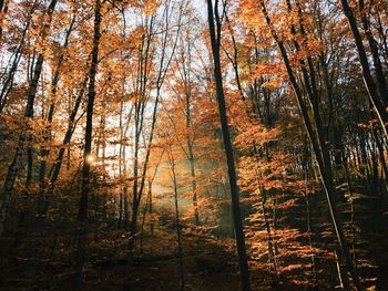 Trees in forest during autumn