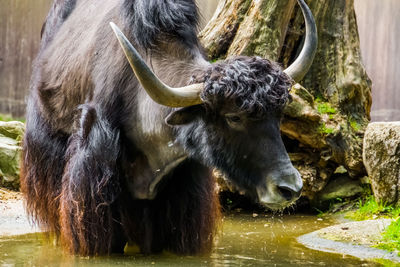 View of two horses in water