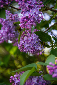 Close-up of pink flowering plant