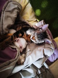 High angle view of kitten sleeping on bed at home