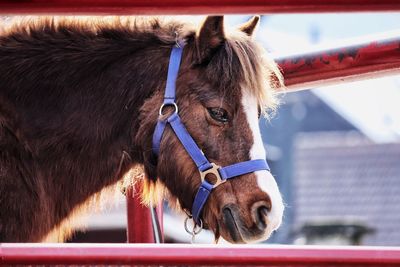 Close-up of horse