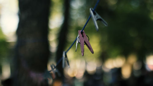 Close-up of clothespin hanging on rope