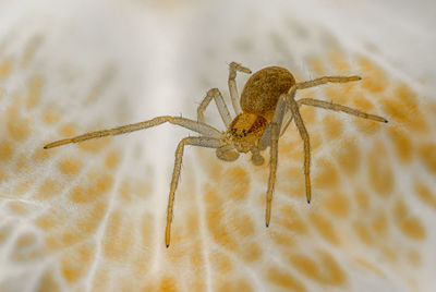 Close-up of spider