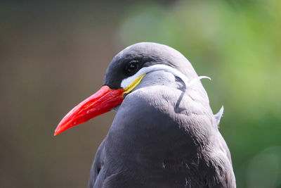 Close-up of bird