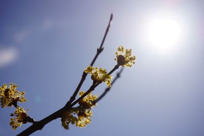 Low angle view of flowers blooming against sky