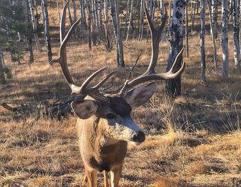 Deer on field