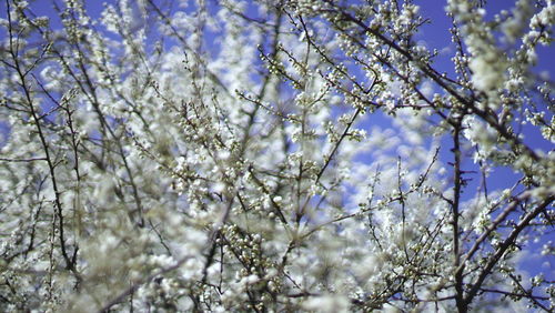 Low angle view of cherry blossoms against sky