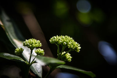 Close-up of flowers against blurred background