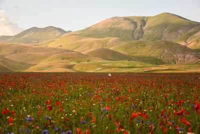 Poppy field against mountains at castelluccio