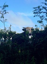 Low angle view of cat on tree against sky