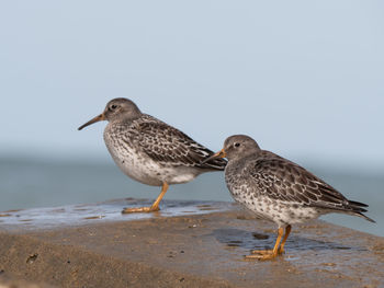 Seagull perching on a beach