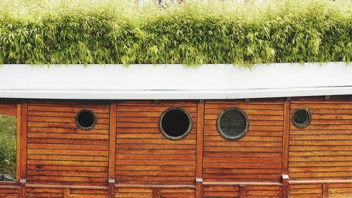 Plants growing on wooden wall of building