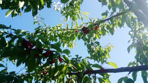 Low angle view of fruits on tree against sky