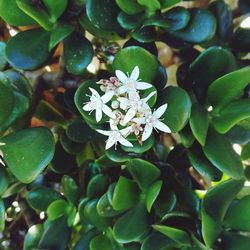 Close-up of plant