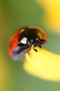 Close-up of bee on flower