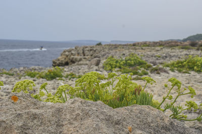 Close-up of plants on beach against clear sky