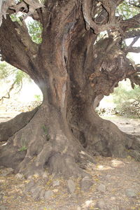 Close-up of tree trunk