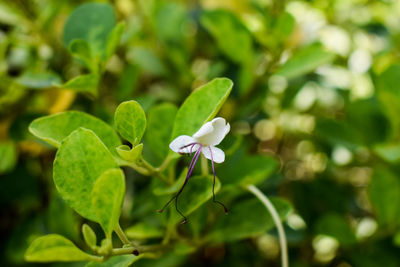 Close-up of white flowering plant