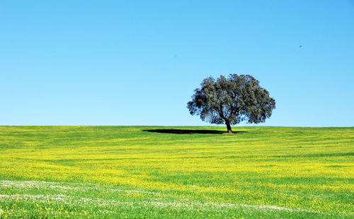 Tree on landscape against clear blue sky