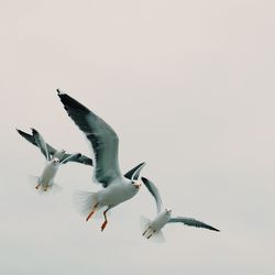 Low angle view of seagull flying