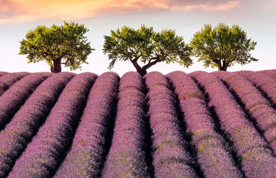 View of lavender farm against trees during sunset