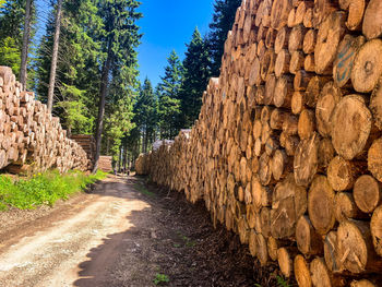 View of logs in the forest