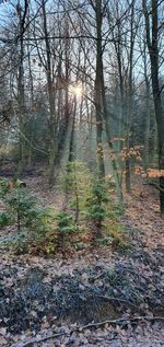 Trees growing in forest against bright sun