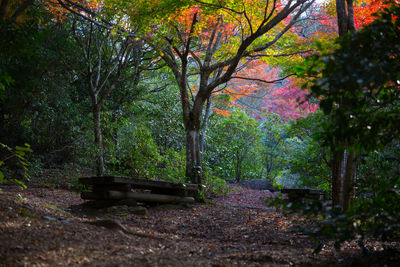 Trees in forest during autumn