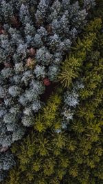 Full frame shot of trees in forest