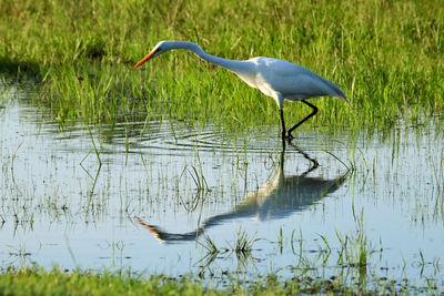 High angle view of gray heron in lake