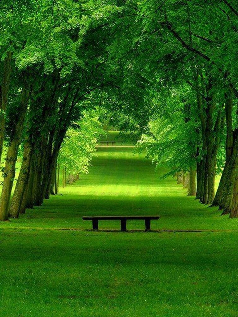 tree, green color, grass, tranquility, tranquil scene, growth, nature, tree trunk, park - man made space, beauty in nature, the way forward, shadow, scenics, footpath, landscape, lush foliage, branch, sunlight, empty, park