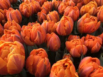 Full frame shot of orange flowers