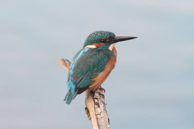 Close-up of bird perching against sky