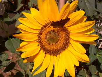 Close-up of sunflower