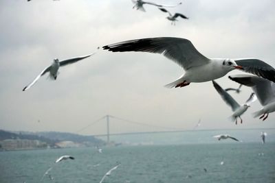 Seagulls flying over sea against sky