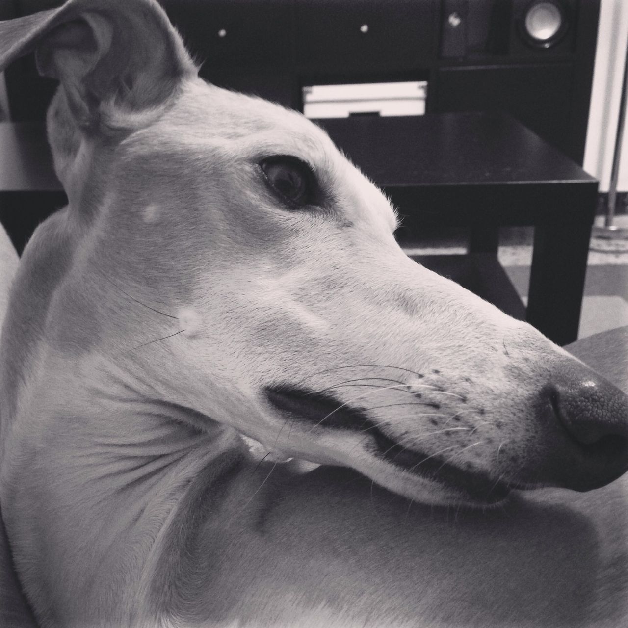 animal themes, one animal, domestic animals, indoors, pets, dog, close-up, animal head, mammal, animal body part, portrait, focus on foreground, looking at camera, home interior, zoology, no people, white color, vertebrate, animal