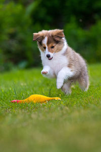 Shetland sheepdog puppy playing with toy on grassy field