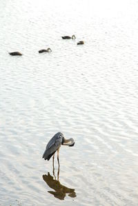 High angle view of gray heron on lake