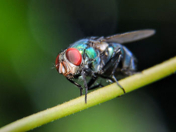 Close-up of insect