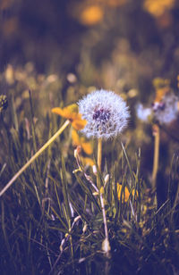 Close-up of purple flowering plants on field