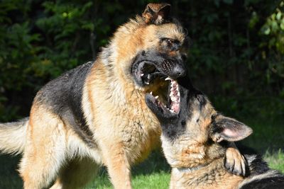 Close-up of dogs fighting on field