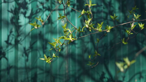 green