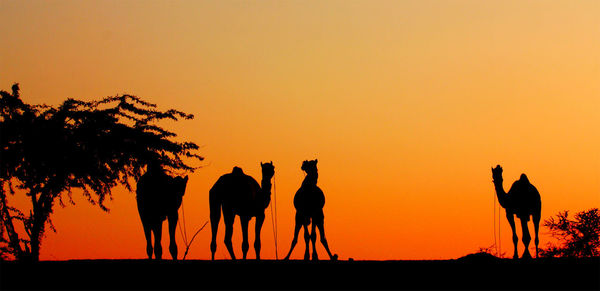 Silhouette camels on field during sunset