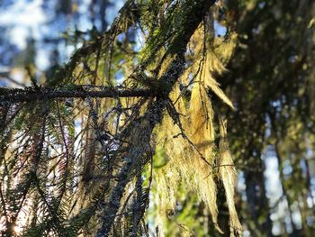 Low angle view of tree in forest