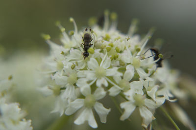 Close-up of bee on flower