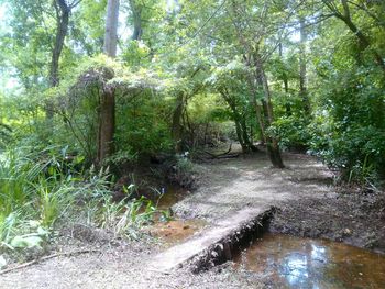 Close-up of trees in forest