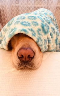 Close-up of dog sleeping on bed