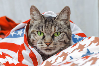 Cat and flag of usa