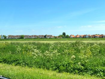 Scenic view of field against blue sky